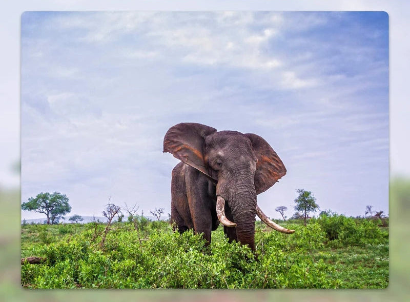 Caméra de chasse 20 MP IP66 extérieure – Camera Faune - Caméra Faune