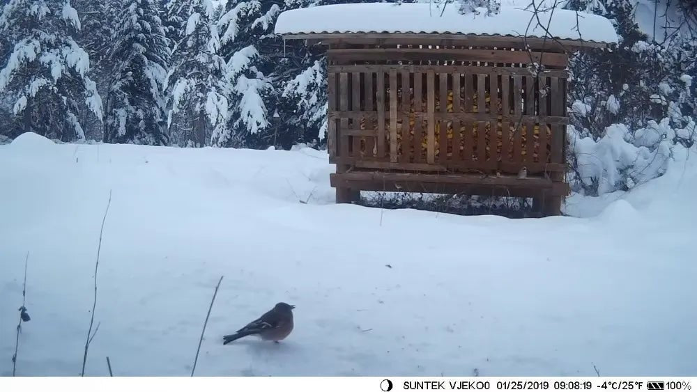 Caméra de chasse 20 MP IP66 – TerraCam Scout 20 - Caméra Faune