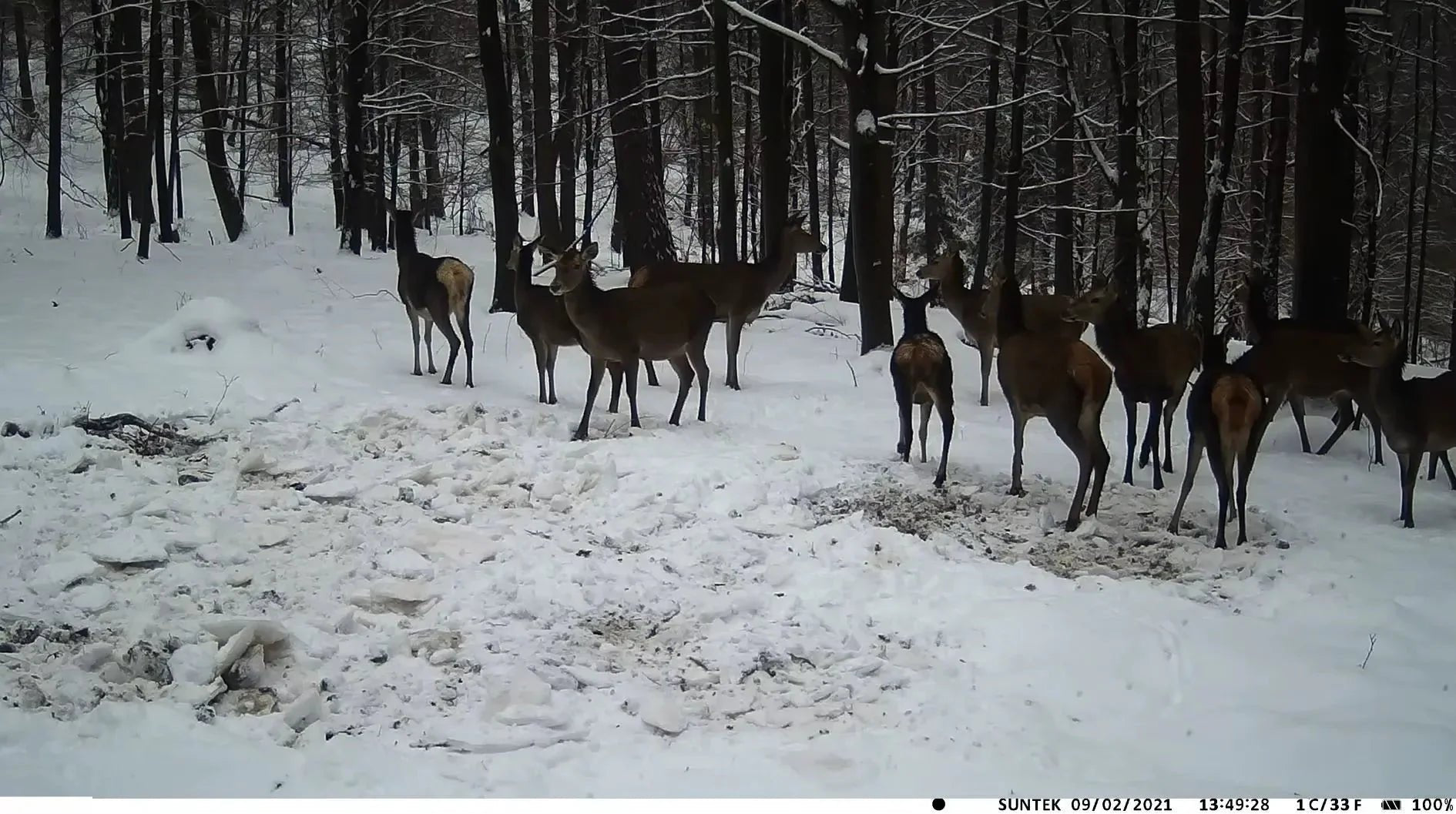 Caméra de chasse batterie lithium 20 MP – Caméra Faune Lithium - Caméra Faune