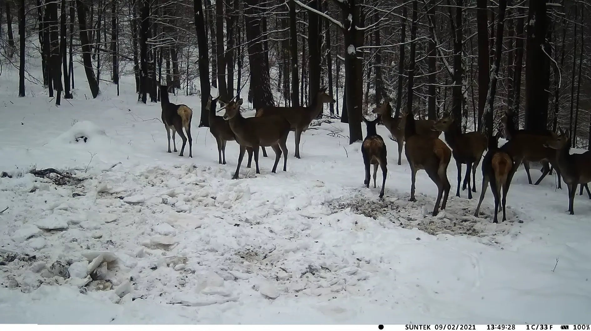 Caméra de chasse batterie lithium 20 MP – TerraCam Lithium - Caméra Faune